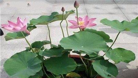 花盆中浸泡盆土的照片