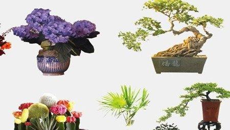 没有气孔的荷花花盆