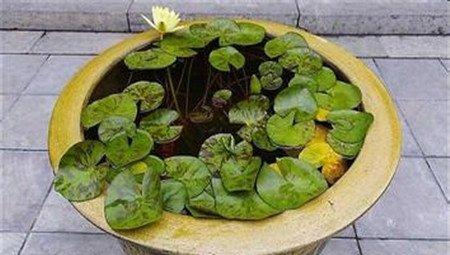 荷花花盆材质