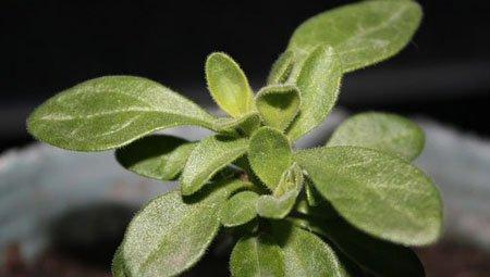 百万小铃侧芽