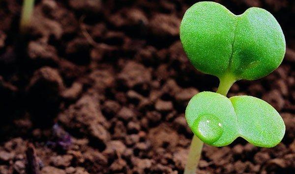 盆栽荷花施肥要点