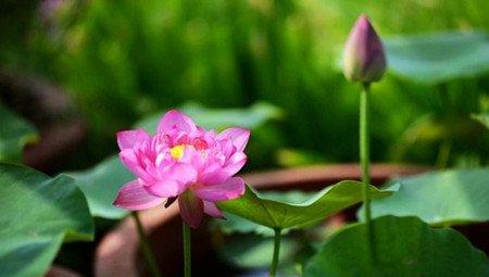盆栽荷花
