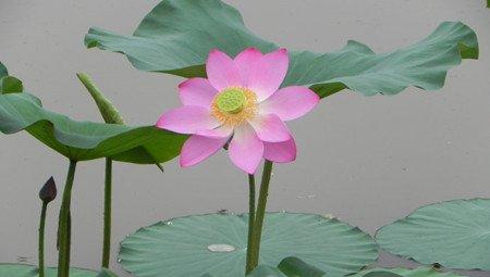 池栽荷花