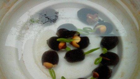 荷花种子浸泡的图片