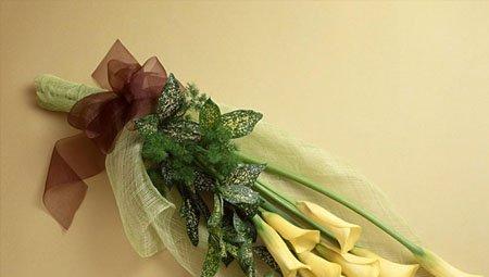 黄色马蹄莲切花 黄色马蹄莲切花