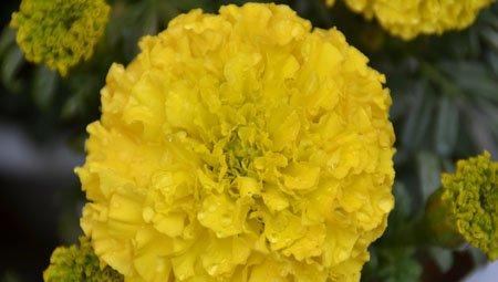 元旦菊花 元旦菊花