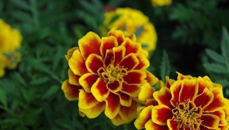 建党节菊花 建党节菊花