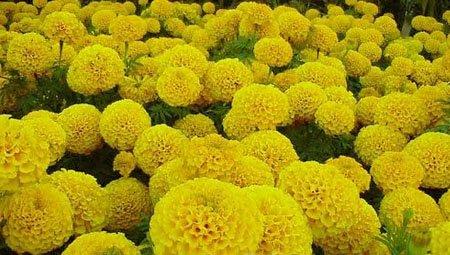 国庆节菊花 国庆节菊花