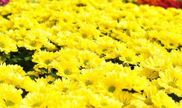 菊花怎么催花