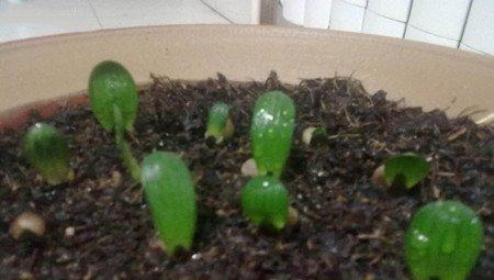 君子兰胚芽照片 君子兰胚芽照片