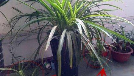 移植吊兰步骤1 移植吊兰步骤1