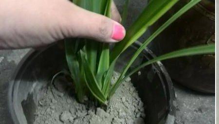 移植吊兰步骤6 移植吊兰步骤6