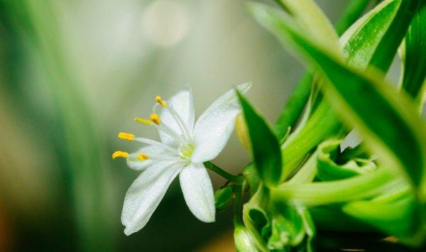 教你轻松移植吊兰（图解）