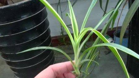 移植吊兰步骤3 移植吊兰步骤3