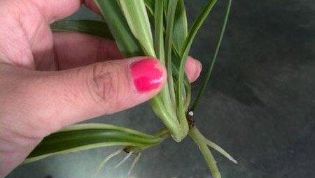 移植吊兰步骤4 移植吊兰步骤4