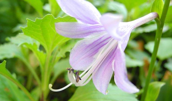 玉簪花四季管理要点