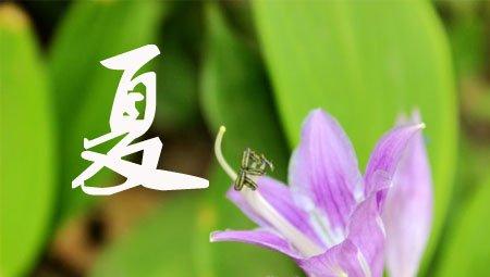 玉簪花的夏季养护 玉簪花的夏季养护