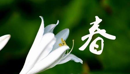玉簪花春季养护 玉簪花春季养护