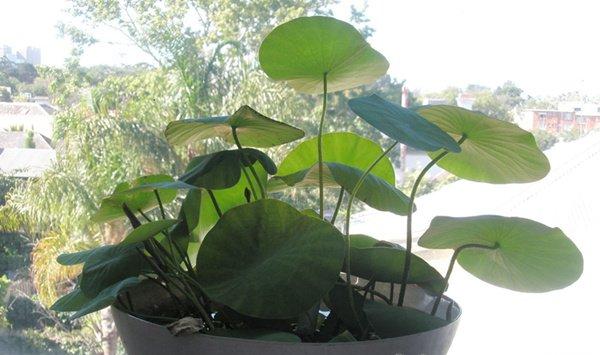 「图解」碗莲的种植方法