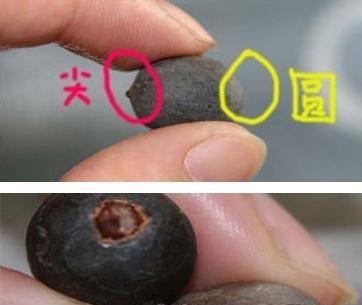 碗莲种子