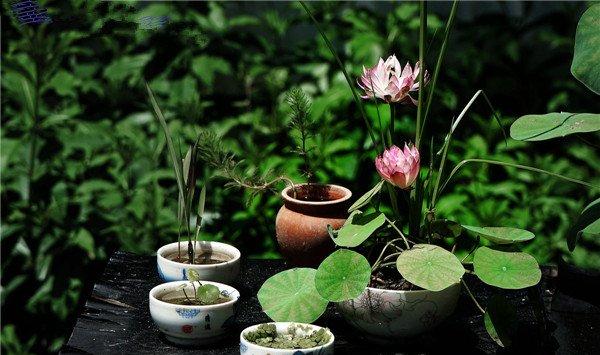 碗莲什么时候开花