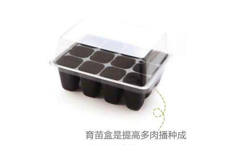 多肉植物播种妙招