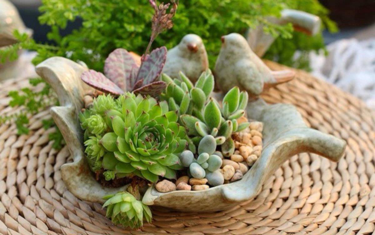 多肉植物竹签测土湿