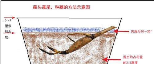 碗莲种植图解 碗莲种植图解