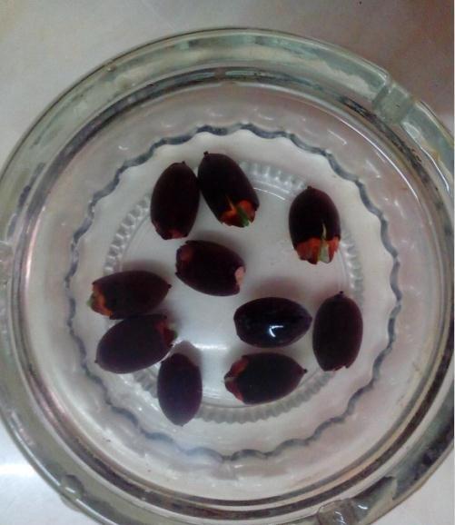 浸泡碗莲种子 浸泡碗莲种子