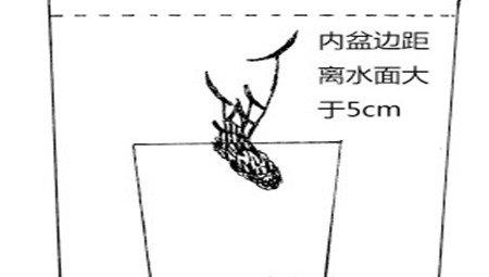 睡莲水培的深度