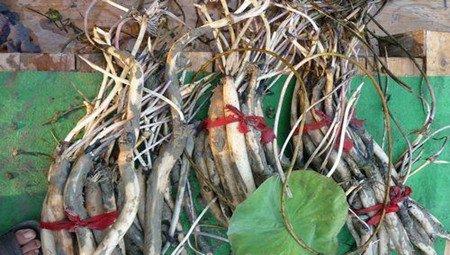 睡莲的种植，根部