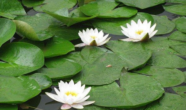 睡莲的种植技术