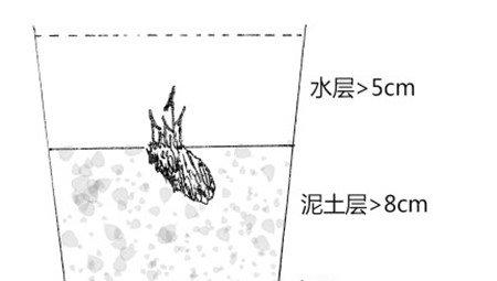睡莲水培的深度