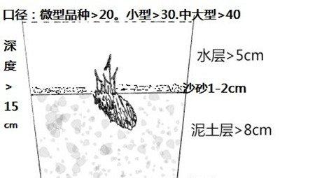 睡莲水培步骤