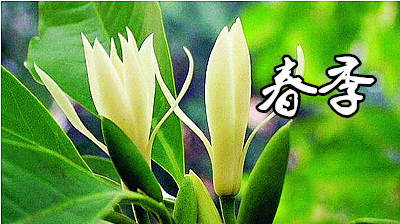 白兰花春季养护
