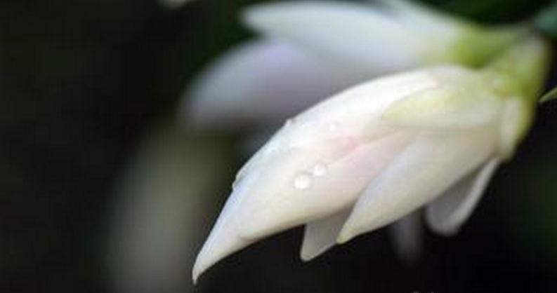 白兰花