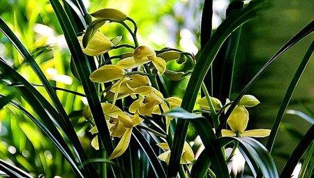 蕙兰怎么催花