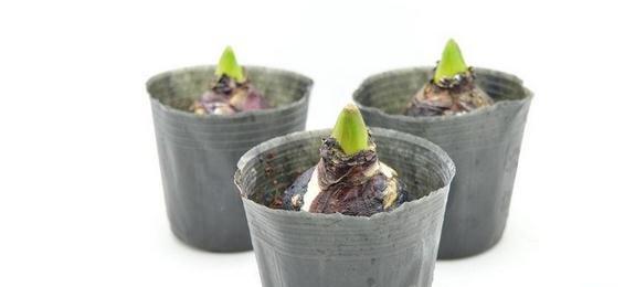 风信子球茎的储存方法