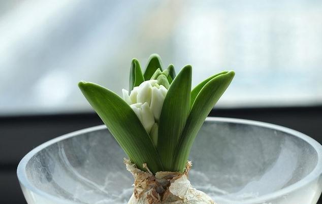风信子种球储存方法