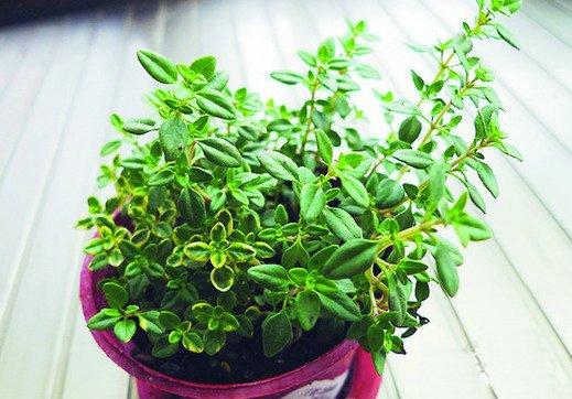 百里香的播种方法 百里香的播种方法
