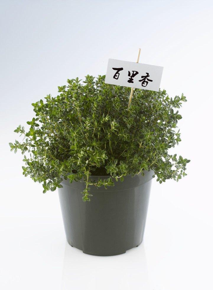 百里香的分株方法 百里香的分株方法