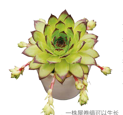 卷绢