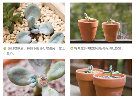 砍头繁殖方法 砍头繁殖方法