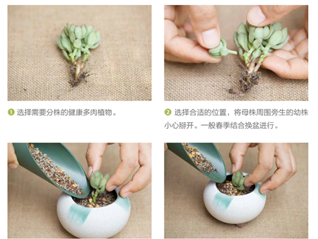 分株方法 分株方法