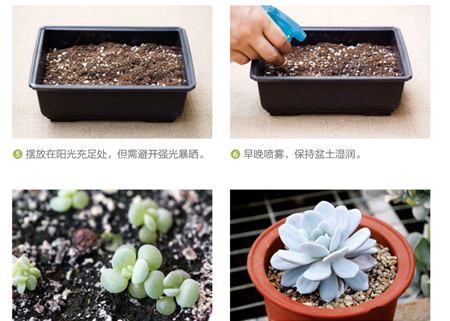 播种繁殖方法 播种繁殖方法