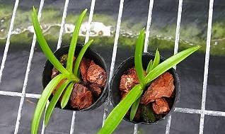 指甲兰的播种方法 指甲兰的播种方法