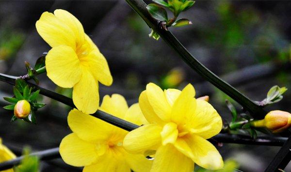 迎春花的修剪方法
