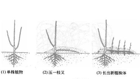 迎春花的压条法