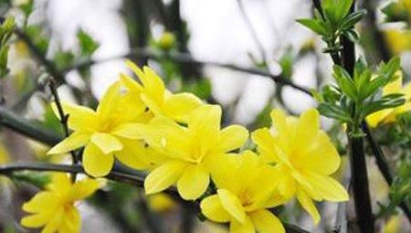 迎春花分株法
