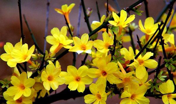 如何给迎春花施肥